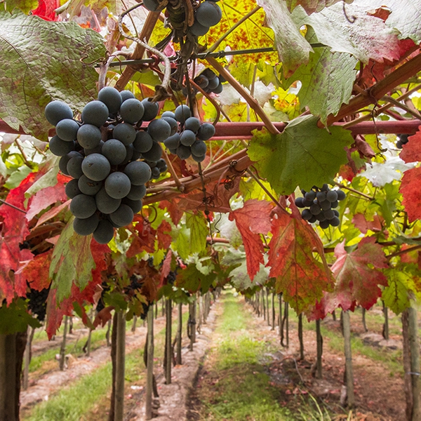 Viña, Región del Maule
